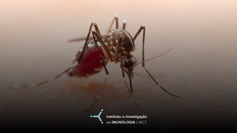 Buscando desenvolver uma vacina contra a zika