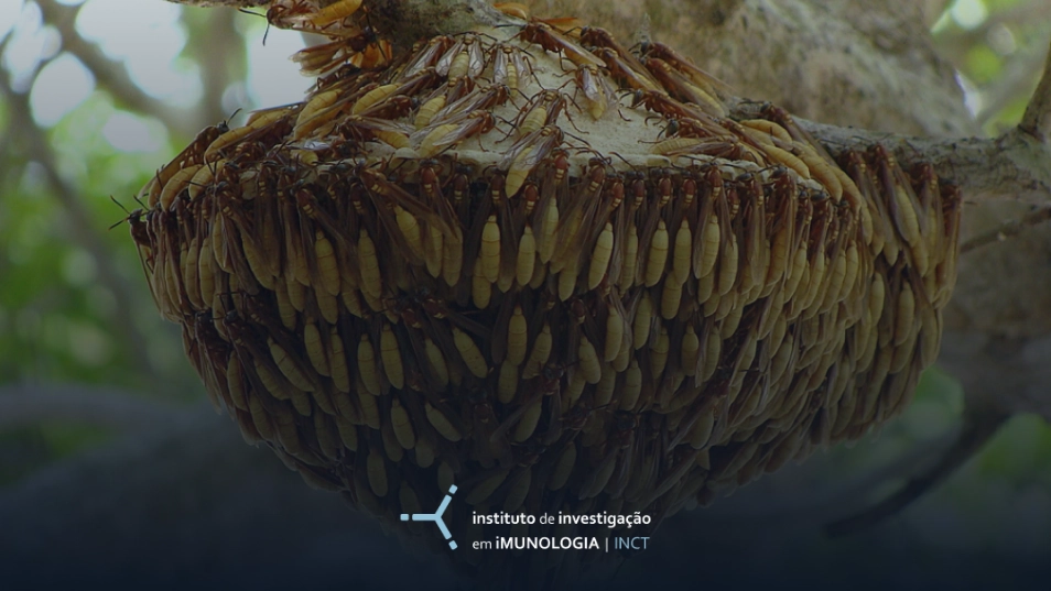 Dando um chapéu no marimbondo