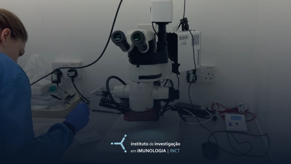 Guerra aos mosquitos!