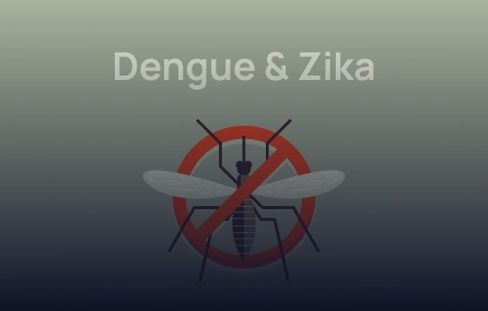 Avaliação do potencial terapêutico de um anticorpo monoclonal contra a infecção causada pelos vírus da Dengue e da Zika