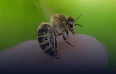 Identificação e síntese de peptídeos correspondentes a epítopos lineares de células-B de alérgenos do veneno de Hymenoptera sociais: desenvolvimento de insumos para diagnóstico e imunoterapia de alergia