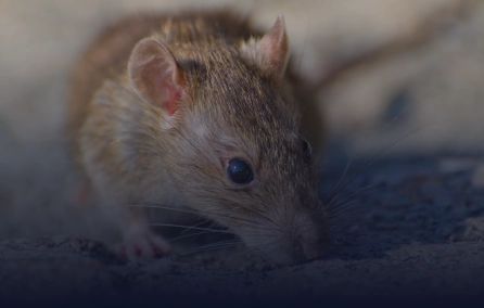 Modulação da sinalização ATP–P2RX7 para prevenir danos e sequelas causados por linfócitos T patogênicos em doenças infecciosas