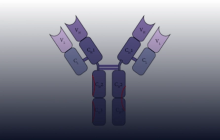 Produção de anticorpos monoclonais humanos anti-SARS-CoV-2 a partir de linfócitos B de memória de pacientes recuperados da COVID-19