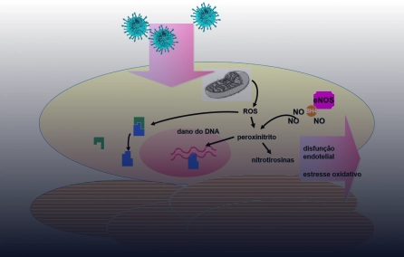 Projeto Temático: Autoimunidade e disfunção endotelial na covid longa.